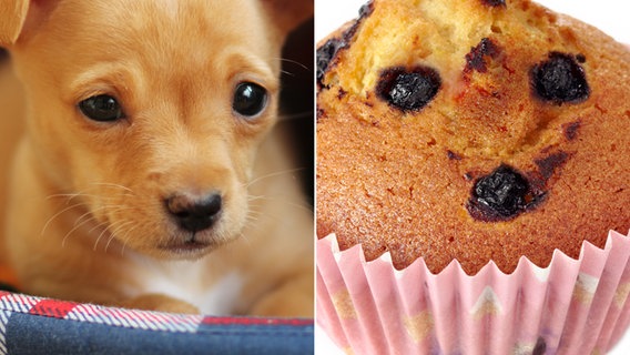 Montage eines Chihuahua und eines  Muffin © colourbox Foto: Andrey Arkusha