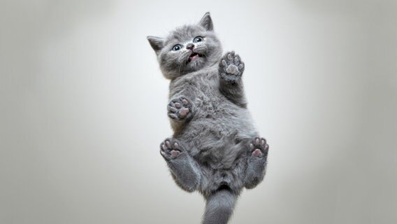Aufnahme einer Katze von unten die über eine Glasscheibe läuft. © Photocase Foto: Furryfritz
