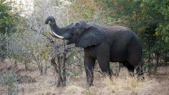 Ein Elefant im Geäst im Kavango-Zambezi Nationalpark. © NDR Foto: Bert Beyers