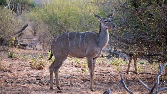 Eine Antilope im Kavango-Zambezi Nationalpark. © NDR Foto: Bert Beyers