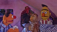 Ernie und Bert bekommen im Zelt Besuch von einer Eule. © NDR/Sesame Workshop 