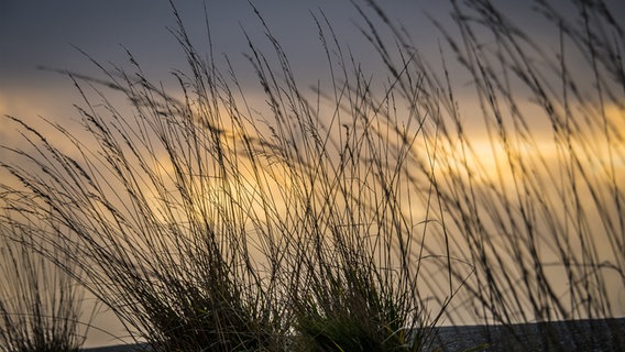 Blick durch Grasbüschel während des Sonnenuntergangs. © Christine Raczka 