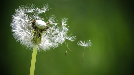 Eine Pusteblume © picture alliance / imageBROKER Foto: Anette Jäger