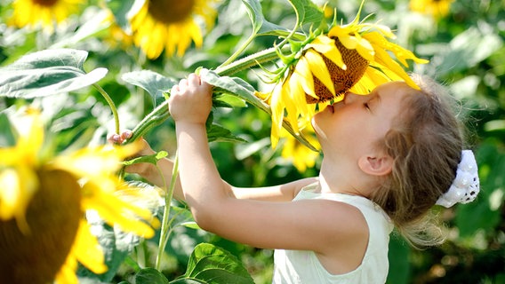 Ein Mädchen riecht an einer Sonnenblume. © Colourbox 