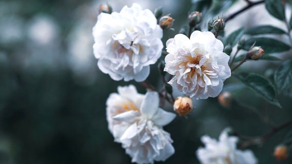Weiße Rosen hängen an einem Strauch. © Pixabay / Demiahl Foto: Demiahl