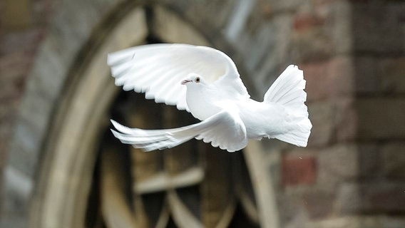 Eine weiße Taube fliegt an einer Kirche entlang. © picture alliance / empics Foto: Ben Birchall