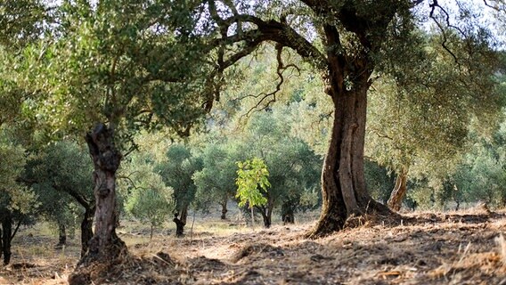 Ein kleiner Walnussbaum wächst zwischen alten Olivenbäumen in einem Olivenhain. © picture alliance/dpa/dpa-Zentralbild Foto: Jens Kalaene