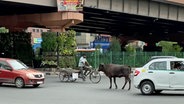 Eine Straßenkreuzung mit Autos, Kuh und Rikscha in Neu Dehli © NDR Foto: Peter Hornung