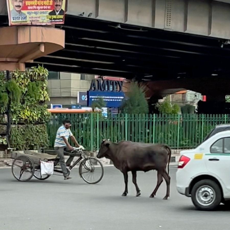 Eine Straßenkreuzung mit Autos, Kuh und Rikscha in Neu Dehli © NDR Foto: Peter Hornung