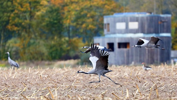 Kraniche vor dem Kranorama, einer Beobachtungsplattform aus Holz. © imago images Foto: Karina Hessland