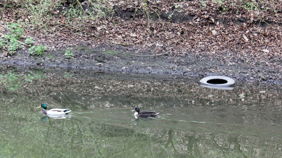 Enten schwimmen in einem Regenrückhaltebecken in Hamburg-Altona. © NDR Foto: Florian Wöhrle