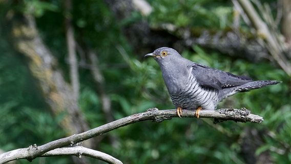 Ein Kuckuck auf einem Zweig Ein Kuckuck auf einem Zweig © COLOURBOX Foto: Dennis Jacobsen