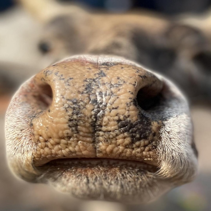 Das Maul einer Kuh in Indien zum "fast Cow Hug Day" - Umarme-eine-Kuh-Tag © NDR Foto: Peter Hornung