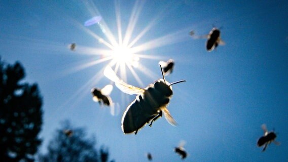 Bienen fliegen bei strahlendem Sonnenschein zu ihrem Stock. © picture alliance/dpa Foto: Frank Rumpenhorst