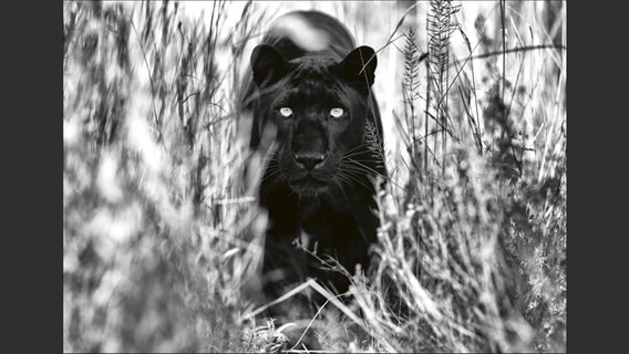 Bild aus dem Buch: "Look into my Eyes" © Lars Beusker Foto: Lars Beusker