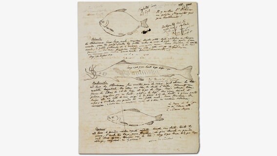 Drei Fische aus dem Orinoco © bpk Staatsbibliothek zu Berlin / Prestel Verlag 