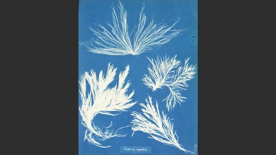 Anna Atkins hat ein damals ganz neues fotografisches Verfahren entwickelt. © Rijksmuseum Amsterdam / Klinkhardt & Biermann 