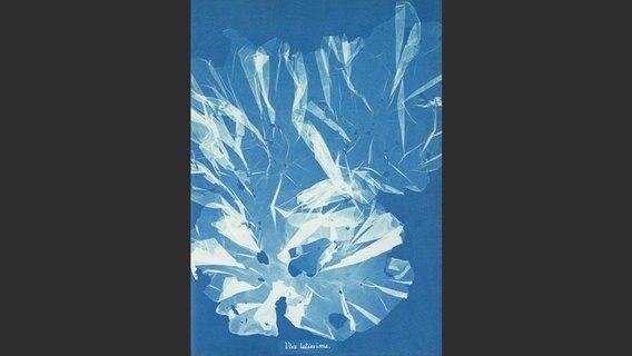 Man legt sie danach auf mit verschiedenen Salzen präpariertes Papier. Ihre Umrisse bleiben weiß, während sich der Rest blau färbt. © Rijksmuseum Amsterdam / Klinkhardt & Biermann 