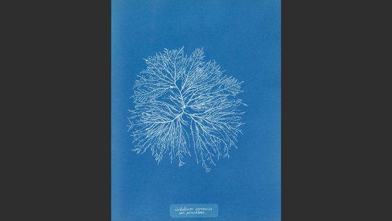 Diese blauen Darstellungen sind die allerersten fotografischen Bilder, man nennt sie nach dem Farbton Cyan auch Cyanotypie. © Rijksmuseum Amsterdam / Klinkhardt & Biermann 