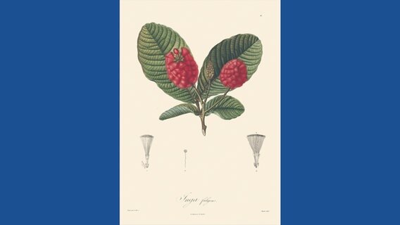 Inga fulgens © Botanischer Garten und Botanisches Museum Berlin-Dahlem / Prestel Verlag 