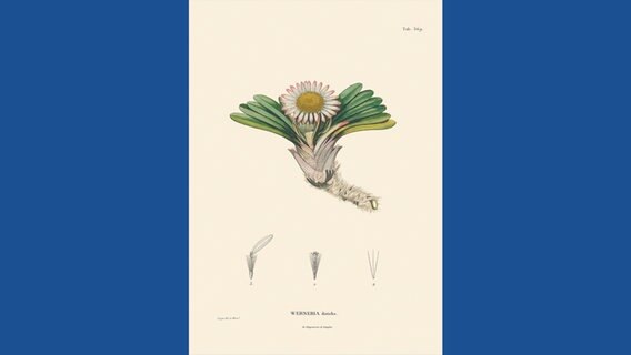Werneria disticha © Botanischer Garten und Botanisches Museum Berlin-Dahlem / Prestel Verlag 