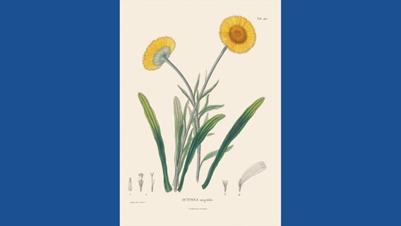 Actinea integrifolia © Botanischer Garten und Botanisches Museum Berlin-Dahlem / Prestel Verlag 