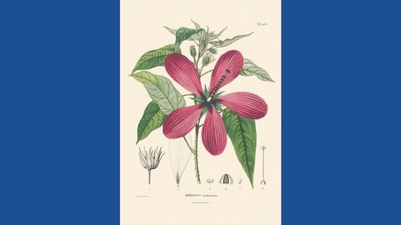 Hibiscus Lambertianus © Botanischer Garten und Botanisches Museum Berlin-Dahlem / Prestel Verlag 