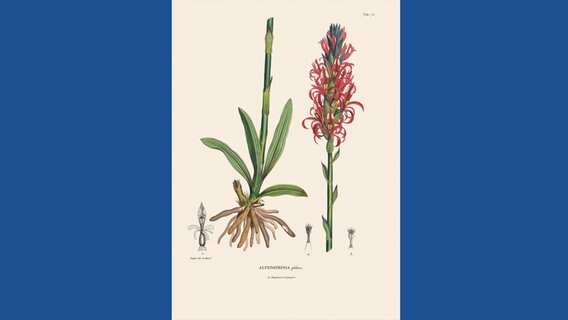 Altensteinia pilifera © Botanischer Garten und Botanisches Museum Berlin-Dahlem / Prestel Verlag 