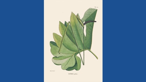 Pothos pedatus © Botanischer Garten und Botanisches Museum Berlin-Dahlem / Prestel Verlag 