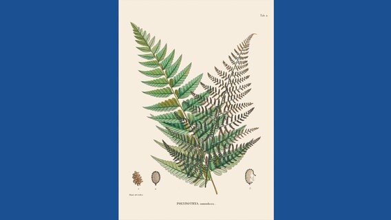 Polybotrya osmundacea © Botanischer Garten und Botanisches Museum Berlin-Dahlem / Prestel Verlag 
