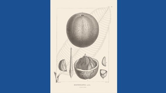 Bertholletia excelsa - Paranuss © Botanischer Garten und Botanisches Museum Berlin-Dahlem / Prestel Verlag 