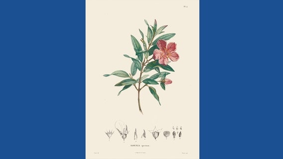 Rhexia speciosa © Botanischer Garten und Botanisches Museum Berlin-Dahlem / Prestel Verlag 