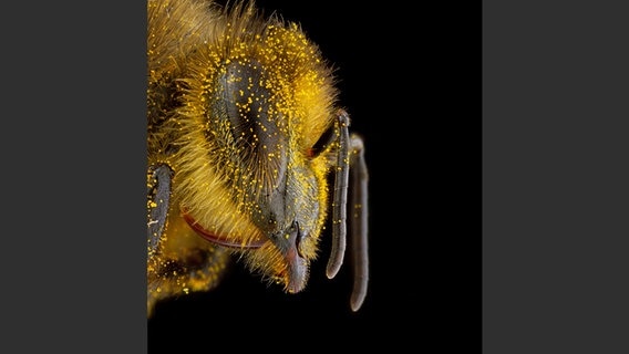 Bild aus dem Buch: "Die Verführung der Biene" © Craig P. Burrows Foto: Craig P. Burrows
