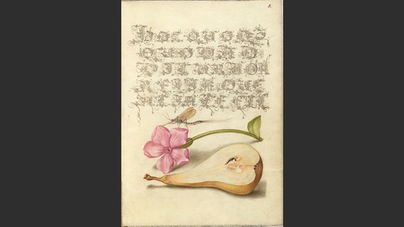 Eintagsfliege; Rotes Leimkraut (gesprenkelte Blütenblätter unüblich für diese Art); Birne, kürbisförmiger Typus © J. Paul Getty Trust / Hatje Cantz Verlag 