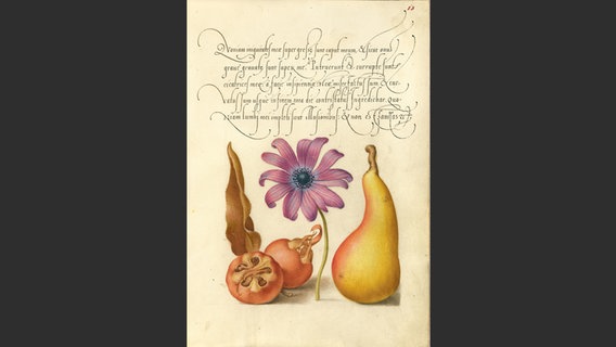 Mispel; Kronenanemone; Birne, kürbisförmiger Typus © J. Paul Getty Trust / Hatje Cantz Verlag 