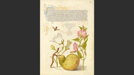 Schwebfliege oder Ölkäfer; Pfirsichblättrige Glockenblume; Gewöhnlicher Kürbis; Acker-Winde © J. Paul Getty Trust / Hatje Cantz Verlag 