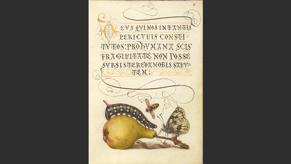 Schwebfliege; Gehörnte Raupe eines Wolfsmilchschwärmers; Birne, kürbisförmiger Typus; Schachbrett Hundertfüßer © J. Paul Getty Trust / Hatje Cantz Verlag 