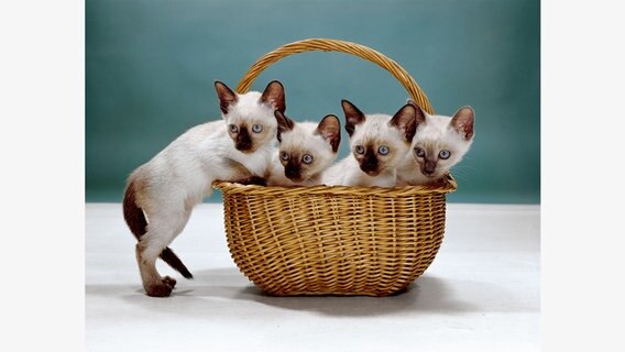 Ein Korb voller Siam-Kätzchen © Taschen Verlag Foto: Walter Chandoha