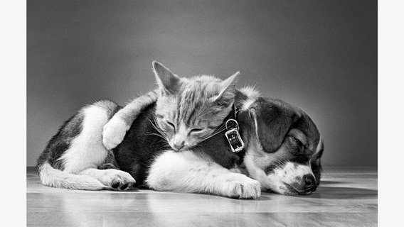 Katze und Beagle © Taschen Verlag Foto: Walter Chandoha