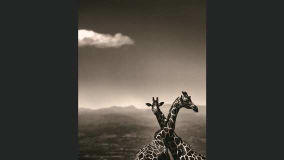 Giraffen-Paar © Joachim Schmeisser. Alle Rechte vorbehalten / teNeues Verlag 
