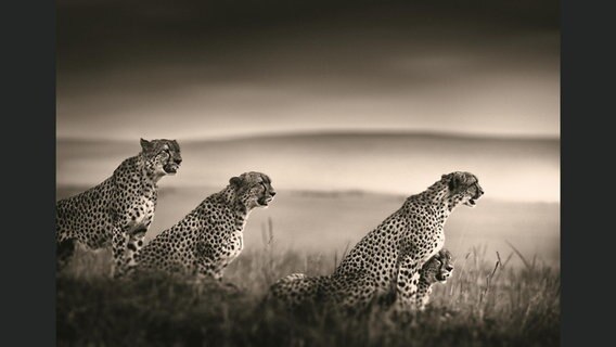 Männliche Geparden © Joachim Schmeisser. Alle Rechte vorbehalten / teNeues Verlag 