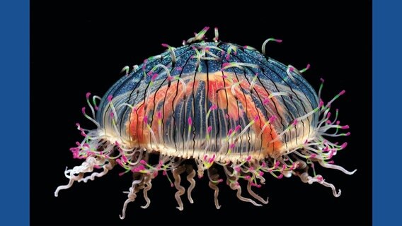 Flower Hat jelly, Olindias formosa, Monterey Bay Aquarium, California © Courtesy of Frans Lanting / www.lifethroughtime.com / Taschen Verlag 
