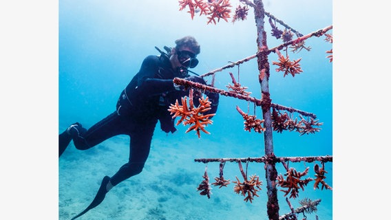 Korallen-Fragmente werden schwebend an einem künstlichen Korallenbaum aufgehängt. © York Hovest. Alle Rechte vorbehalten / teNeues Verlag 