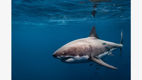Der Weiße Hai ist wohl die gefürchtetste Kreatur in unseren Weltmeeren. © York Hovest. Alle Rechte vorbehalten / teNeues Verlag 