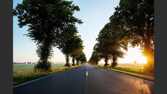 Die Bundesstraße 3 ist von Bäumen gesäumt © Corso Verlag Foto: Wolfgang Groeger-Meier