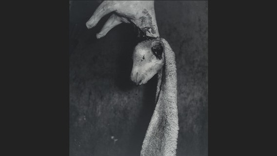 Madame d'Ora: "La Novice", gehäutetes Lamm in einem Pariser Schlachthof, ca. 1954 © Nachlass Madame d’Ora, Museum für Kunst und Gewerbe Hamburg / Prestel Verlag Foto: Madame d’Ora