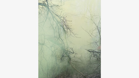 Untitled (Forest 3) 2016 © VG Bild-Kunst, Bonn - Sandra Kantanen / Hatje Cantz Verlag 