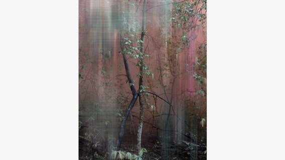 Untitled (Forest 5) 2016-17 © VG Bild-Kunst, Bonn - Sandra Kantanen / Hatje Cantz Verlag 