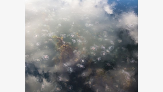 Untitled (Jellyfish 4) 2015 © VG Bild-Kunst, Bonn - Sandra Kantanen / Hatje Cantz Verlag 