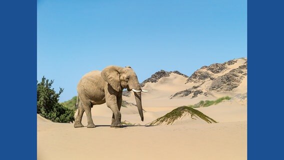 Die Elefanten in der sandigen Wüste von Skeleton Coast sind wahre Überlebenskünstler. © Michael Poliza / teNeues 